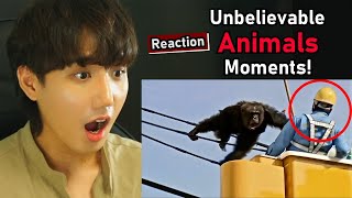 Unbelievable Animal Moments Caught On Camera! - KOREAN reaction by Brian Lee