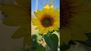 beautiful sunflower 🌻 in the world #natute #youtubeshorts #flowers #shorts #natural world's