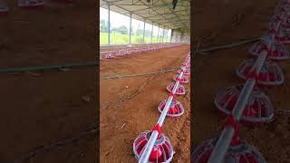 Fully automatic open poultry farm #birds #poultry #animalhusbandry #poultryfarming #telugu