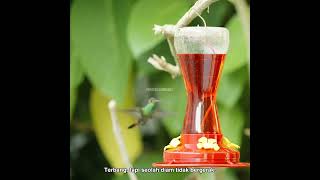 Hummingbirds dan cinta sekian detik.