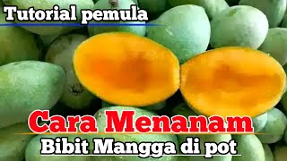 🔴 Cara Menanam bibit Mangga di pot yang baik dan benar