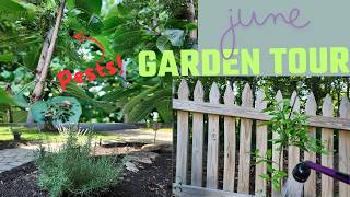 Summer Garden Tour: Container Gardening Tips For Zone 7 In June 2024