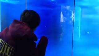 Shark jumpscare prank (Meme)