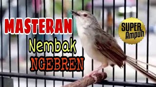 Cigun gacor nembak ngebren @LENSAHOBIChannel   #cigunngebren #cigungacor