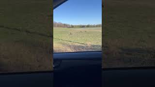 Gobblers Among Us: Turkeys Lurking During Turkey Season!