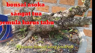 Review Dan Cek Harga  Bonsai asoka Milik Pebonsai Budi Hartono