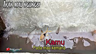 penemuan momen langka ikan ikan pada ngungsi @Rubyfishing