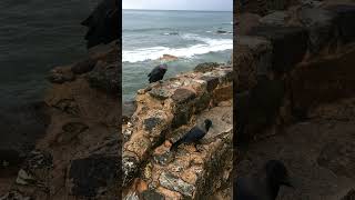 Sri Lankan Crow at Galle fort Sri Lanka 🇱🇰🌅 #shorts