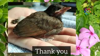 Red vented Bul bul Bird nesting in my yard|bul bul bird babies|