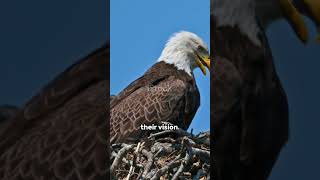 Eagle Eye  A Glimpse into the Life of Bald Eagle #shorts