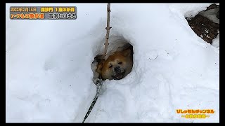 【秋田犬Vlog】いつもの散歩道　びしゃもん雪洞にはまる　　　　　　　　　　　　　　　　　　　　　　　　　　　　　　　　　　　　　　　　　　　　　　　　　　　　　2022/02/14　毘沙門１歳３か月