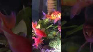 Gold fishes #shortsyt #fish #oranda #aquarium #orandagoldfish #goldfish #shubunkin #fishtank