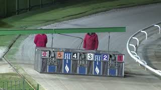 Signet Ace - PREMIER GREYHOUND RACING TRAINERS JUDGEMENT NIGHT 480