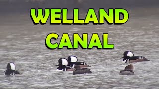 Watch These Ducks Take a 'Float' Down the Canal!