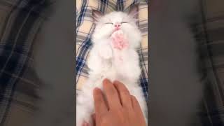 cute cat 😺 funny cat 😺😂😂 #shorts #catvideos #viral #funny