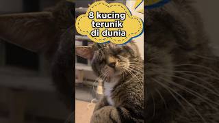 8 KUCING TERUNIK DI DUNIA