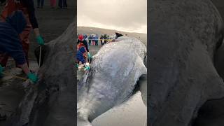 The Hidden Treasure Inside a Dead Whale #shorts