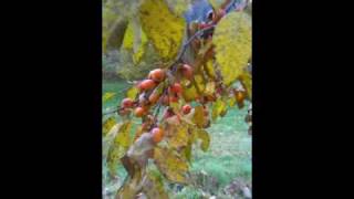 "szukis" American persimmon - Diospyros virginiana