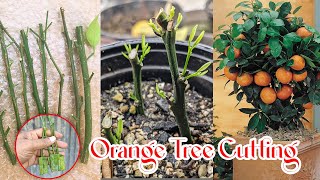 How to grow orange tree from cutting 🍊 Orange tree propagation - With 100% Success.