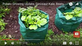 Potato Growing Update, Dinosaur Kale, Beets, Carrots, Tomatoes, Spinach, Compost