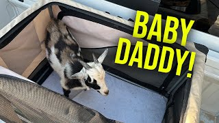 Meet our new goat baby daddy!