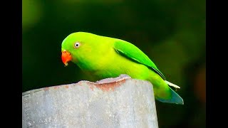 VERNAL HANGING PARROTS (Andaman, India)