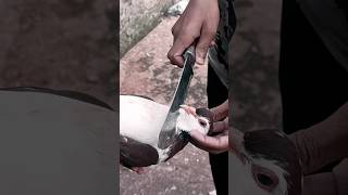 Lahori pigeon😪↗️ #YouTube video #trending #top #pigeon#shorts