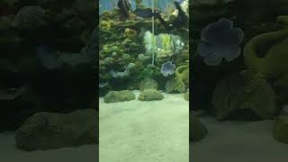 fish #nature #youtube shorts #shorts #trending #youtube #beautiful #fish #fishing #viral #viralvideo