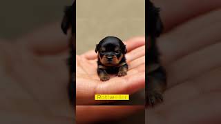 The World's Smallest Dogs, AI Generated