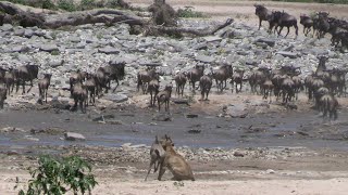 Lioness charges into a wildebeest herd at the waterhole