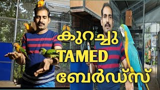 കുറച്ചു TAMED ബേർഡ്സ് Exoticbirds# Tamedparrits