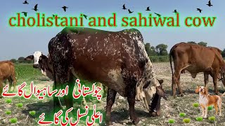 cholistani and sahiwal cow