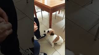 Cachorro Educado para Comer! 😱Dog Polite to Eat!❤😍😍