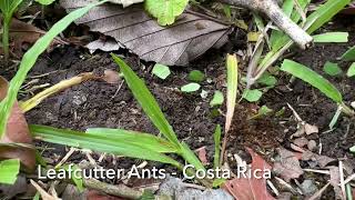 Costa Rica - Leafcutter Ants on the March