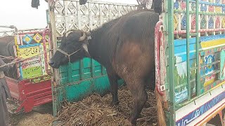 Gay Kasay Gir Gaie/ Perfect Buffalo Unloading