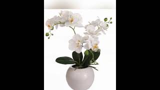 18 Inch Phalaenopsis Orchid Floral Arrangement in Decorative White Ceramic Vase  14 Inch Diameter