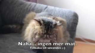 Rasmus - Our Persian Cat