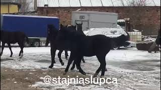 Польша тайлар