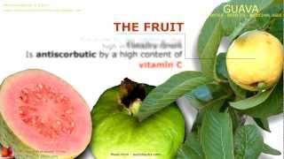 Guava benefits. Guava tree, fruit and leaves