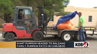 Giant pumpkin finds new home after New Mexico State Fair