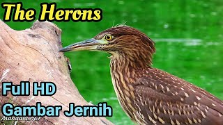 The Herons - Full HD with Calm Music and Water Sound || Burung Bangau & Koak Dengan Gambar Jernih