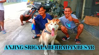 ANJING SRIGALA YANG MENAKUTKAN