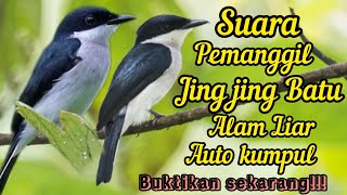 SUARA PIKAT PEMANGGIL JINGJING BATU RIBUT DI ALAM LIAR 💯% NYAUT