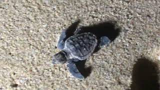 Loggerhead Hatchling