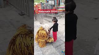 #kedarnath2024 #chardhamyatra #kedarnathyatra #chardham #kedarnth