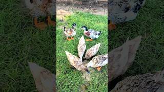 Feeding time | Ducks  | Mallards