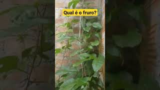 pé  de fruto entra dentro do quarto pelo basculhante