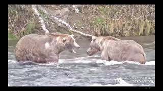 Katmai Brown Bear 480 Otis Tells Baffled 274 Overflow the Office Is Not Up For Grabs - Explore.org