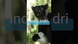 Meet the Indri Indri: Madagascar's Most Fascinating Lemurs