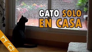 Cómo Dejar A Mi Gato SOLO EN CASA | 7 Errores Cruciales Al Dejar A Tu Gato Solo En Casa